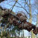Taxodium distichum fruit